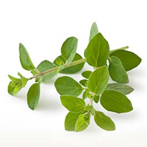 OREGANO