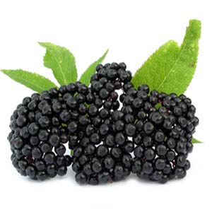 ELDERBERRY
