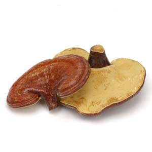 REISHI MUSHROOM