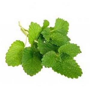 LEMON BALM